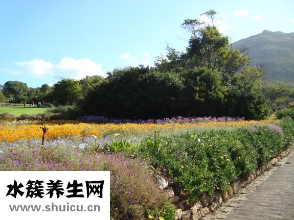 帶草字頭的字有哪些