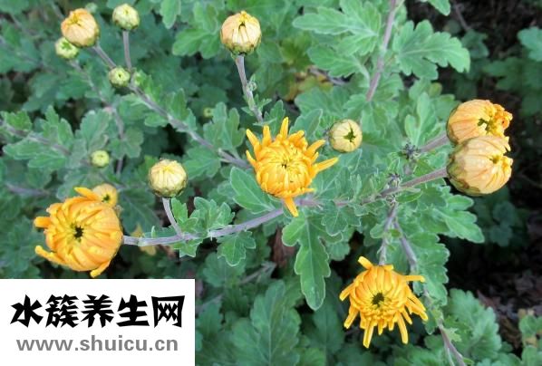 如何泡玫瑰花茶