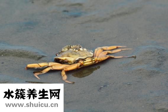 國內海參怎么樣