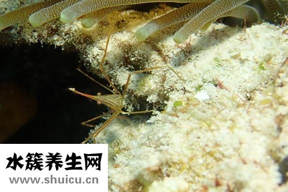 海蝦怎么做好吃