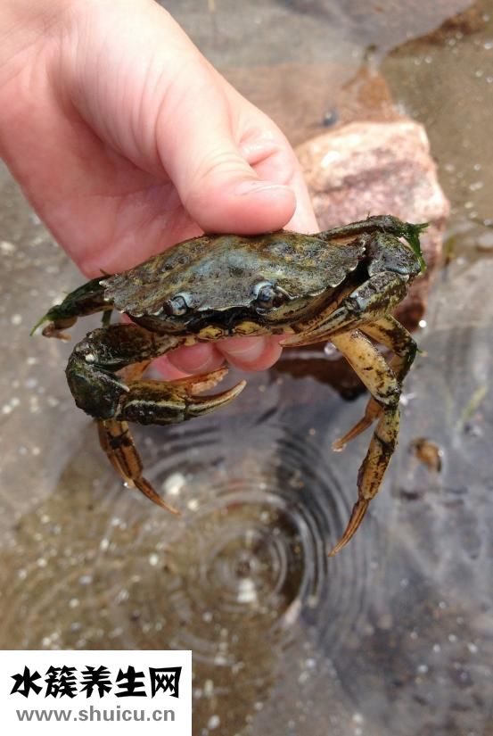 魷魚肉怎么樣做醬