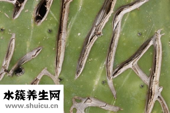 天之素保健品怎么樣