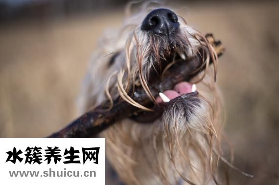 極是洗發(fā)露怎么樣