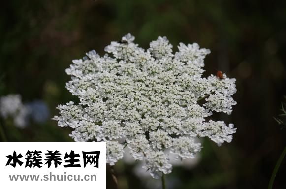 百馨娜的衣服怎么樣