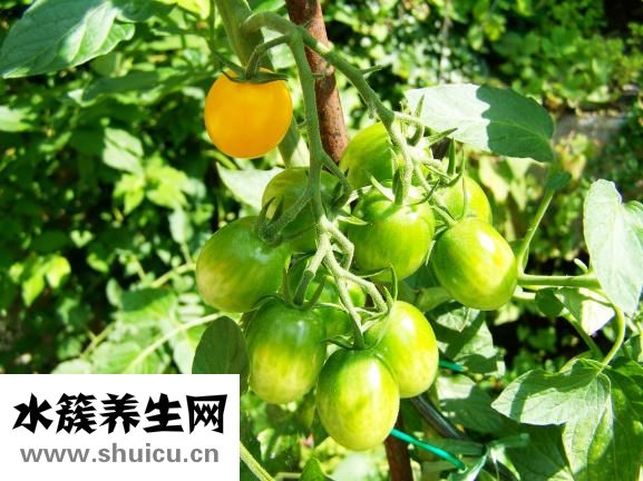 圣奇樂(lè)娃娃怎么樣