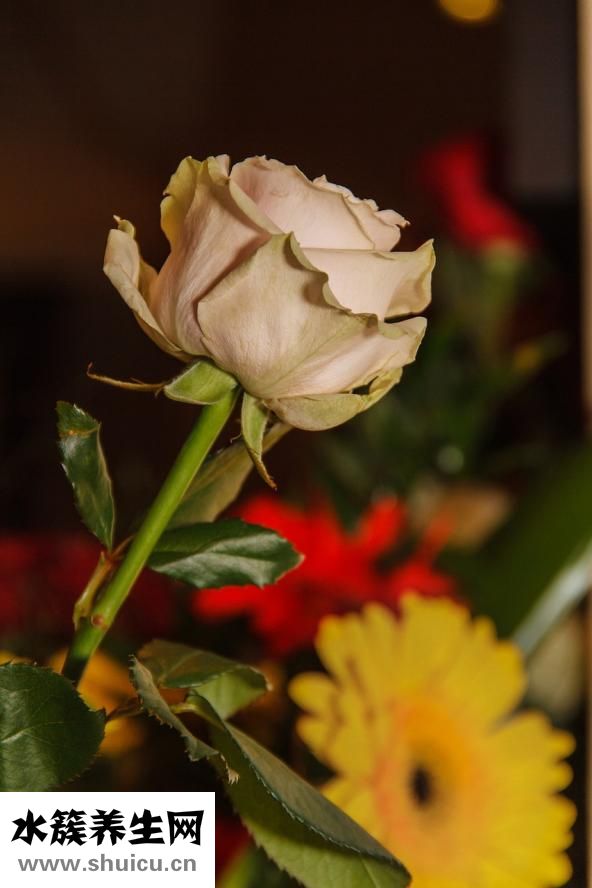 看病人送什么花好