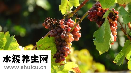 藍(lán)藤衛(wèi)浴怎么樣