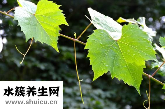 藍(lán)藤衛(wèi)浴怎么樣