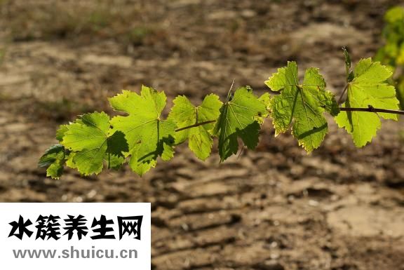 藍(lán)藤衛(wèi)浴怎么樣