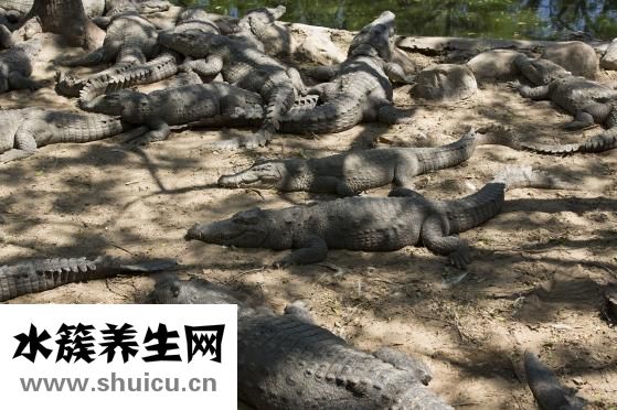 羅氏沼蝦營養(yǎng)怎么樣