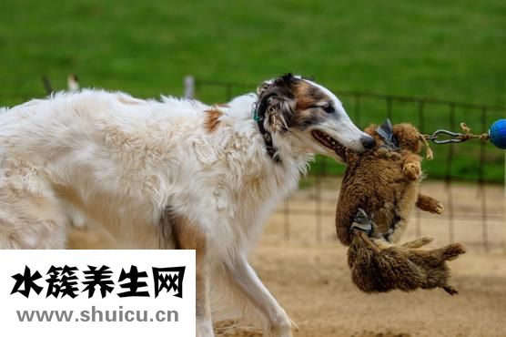 開賽狗場怎么樣