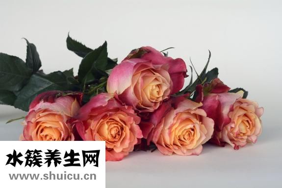 梅龍鎮廣場怎么樣