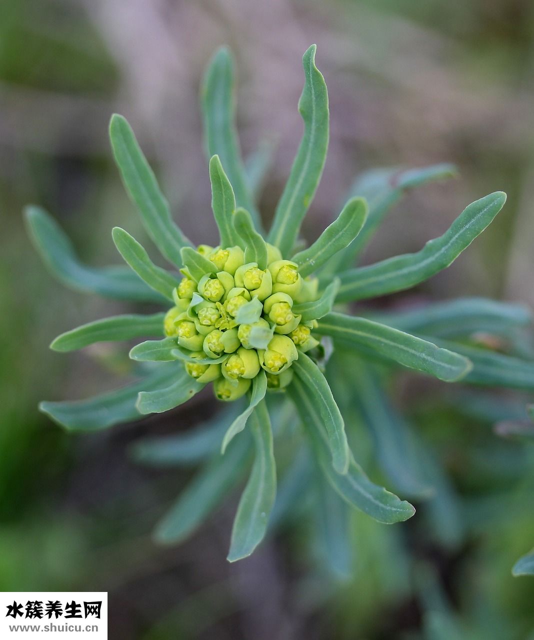佳蓓保健品怎么樣