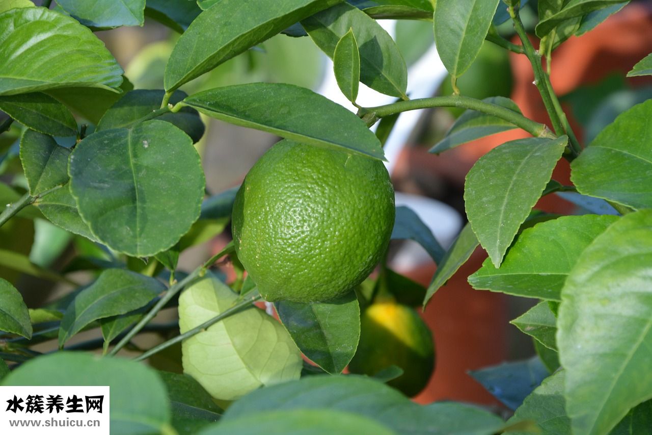 鼾特歐奇迪怎么樣