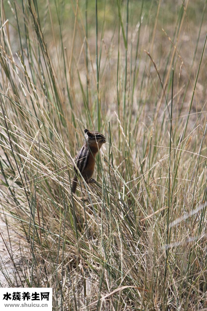 參茸金丹怎么樣
