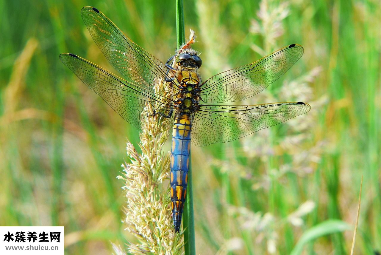 職業(yè)定位怎么寫