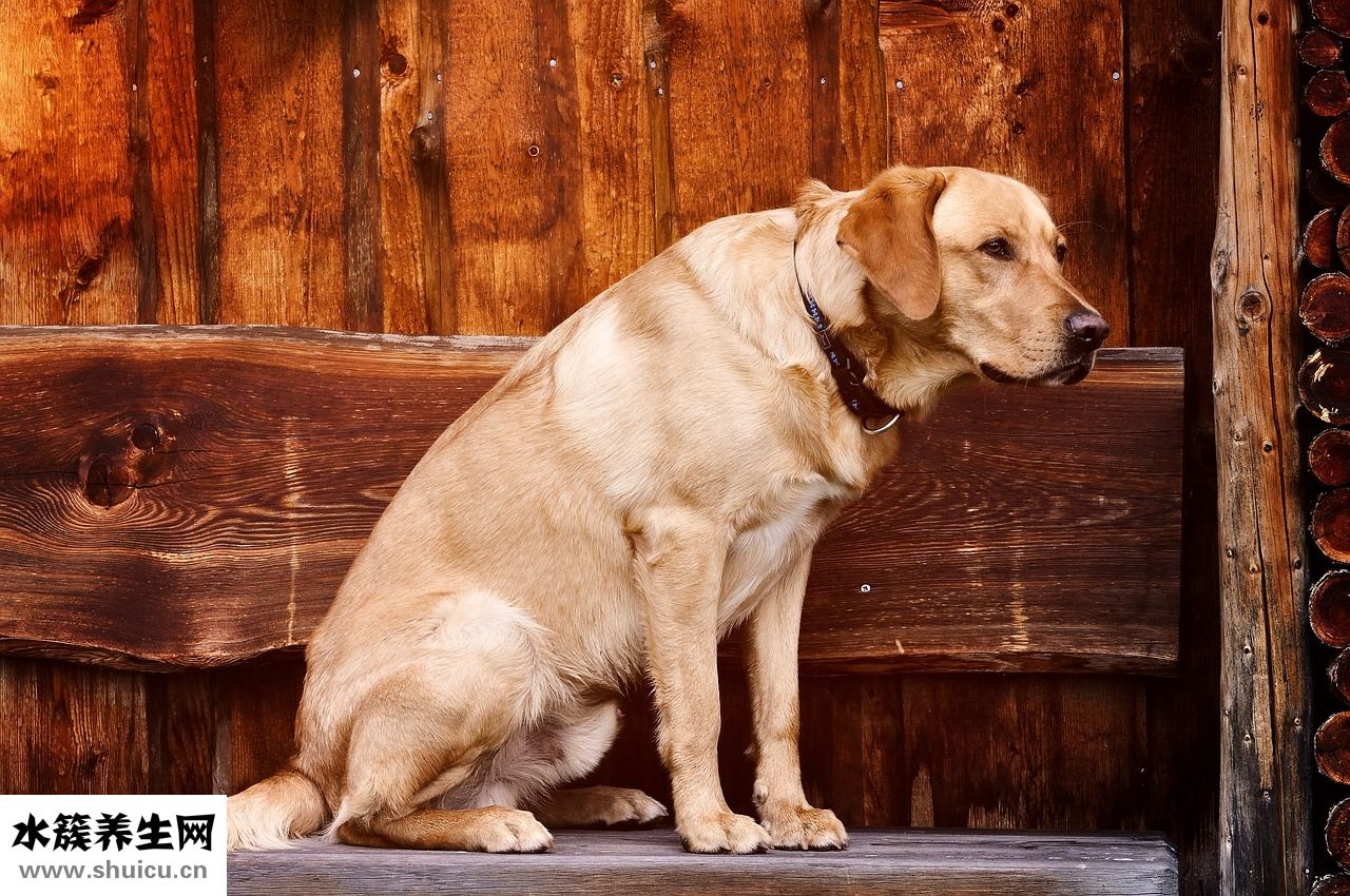 高壓鍋燉排骨要多久