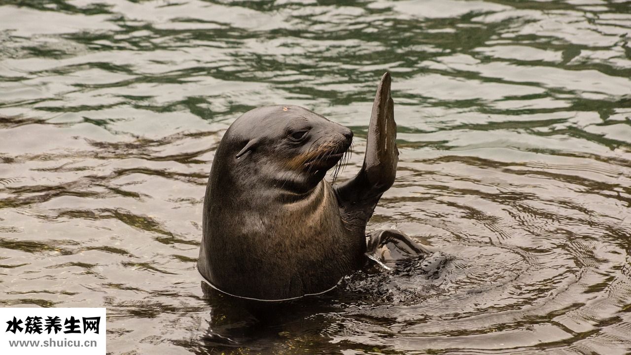 高壓鍋燉排骨要多久