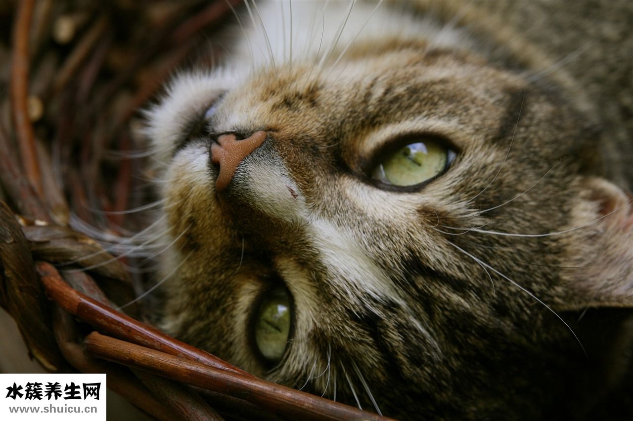 單眼皮怎么化大眼妝