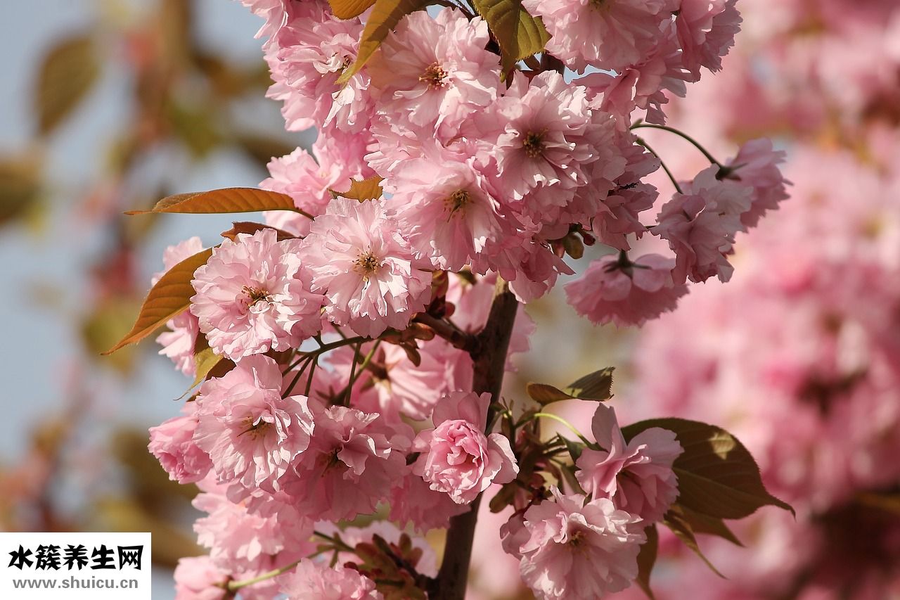 櫻花眼護效果怎么樣