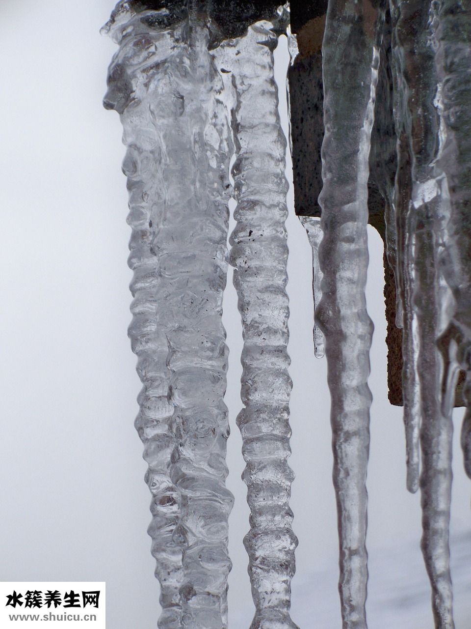 怎么清洗紫甘藍(lán)