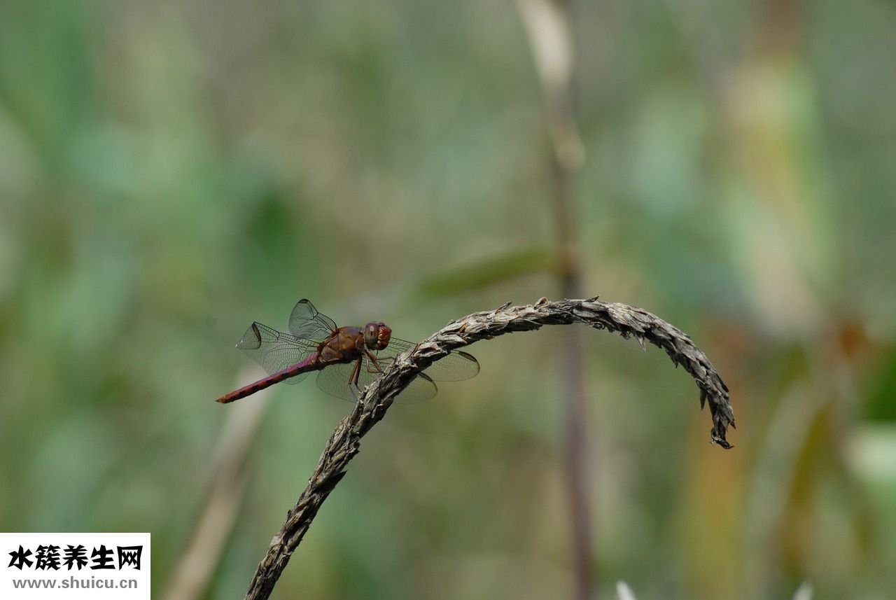 狗狗的耳朵臭怎么辦