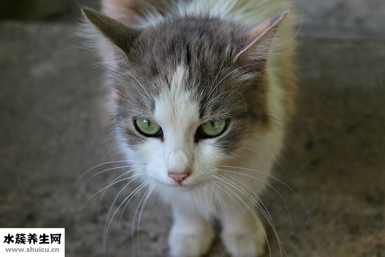 偷針眼怎么治愈