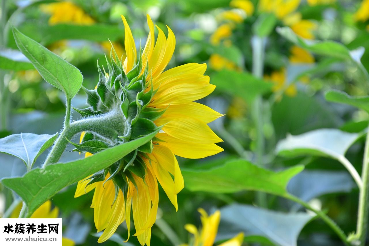 百川貨幣怎么做