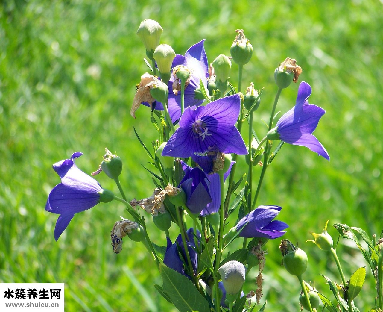 男生頭發(fā)厚怎么辦