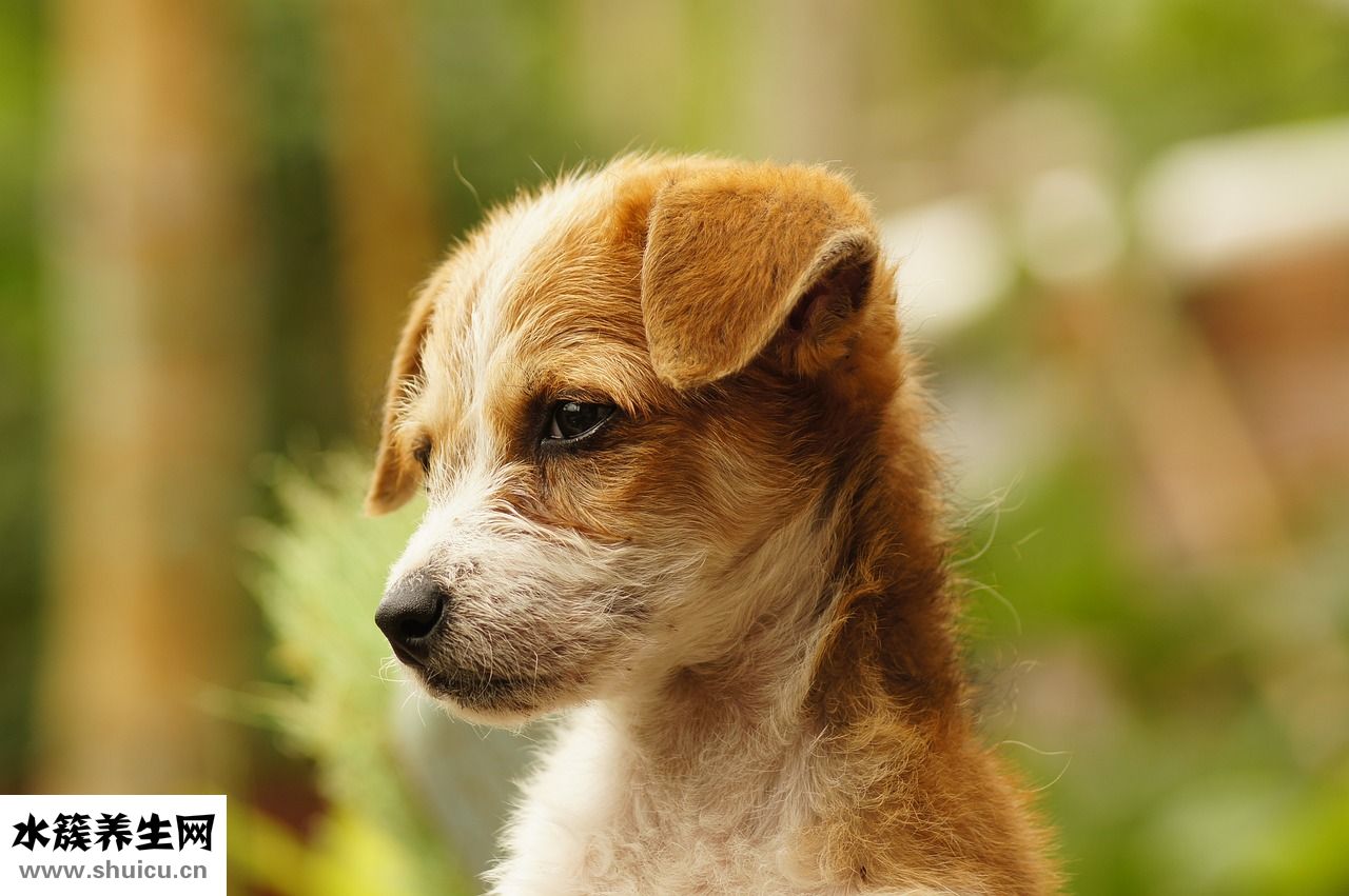 外國人怎么看刮痧