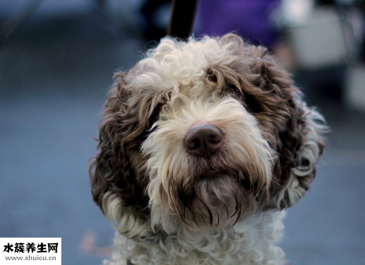 自己怎么染頭發