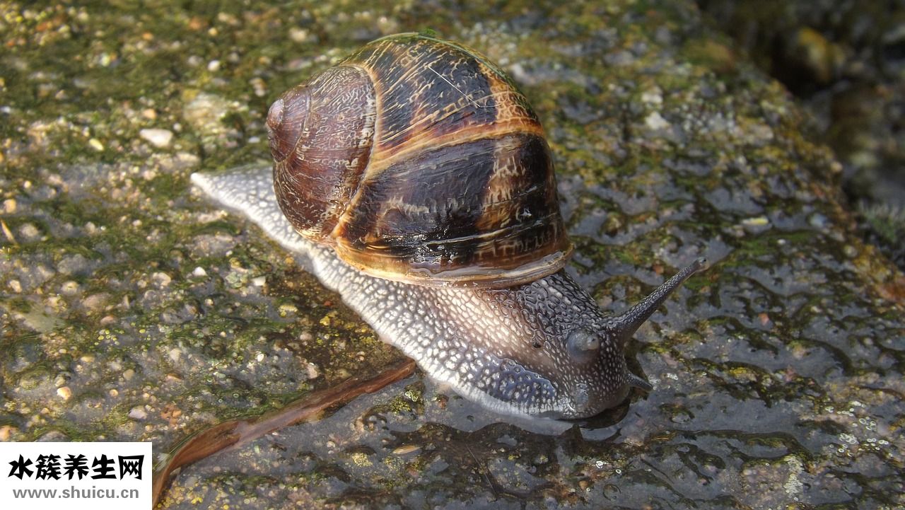 白帶糊狀怎么回事