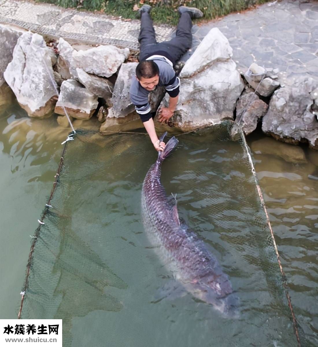 紅燒青魚怎么做