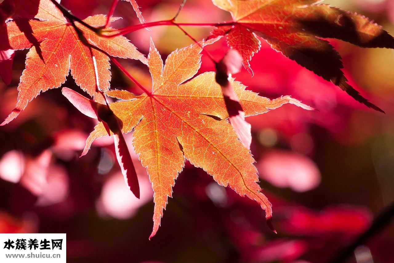 子母奶粉怎么沖