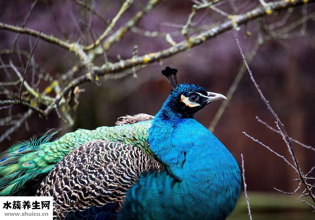 怎么查質(zhì)粒序列