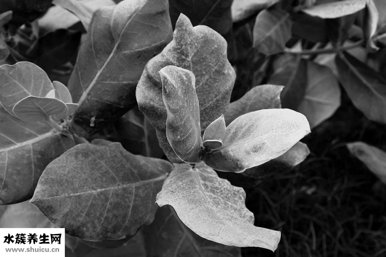 瓜子仁怎么保存