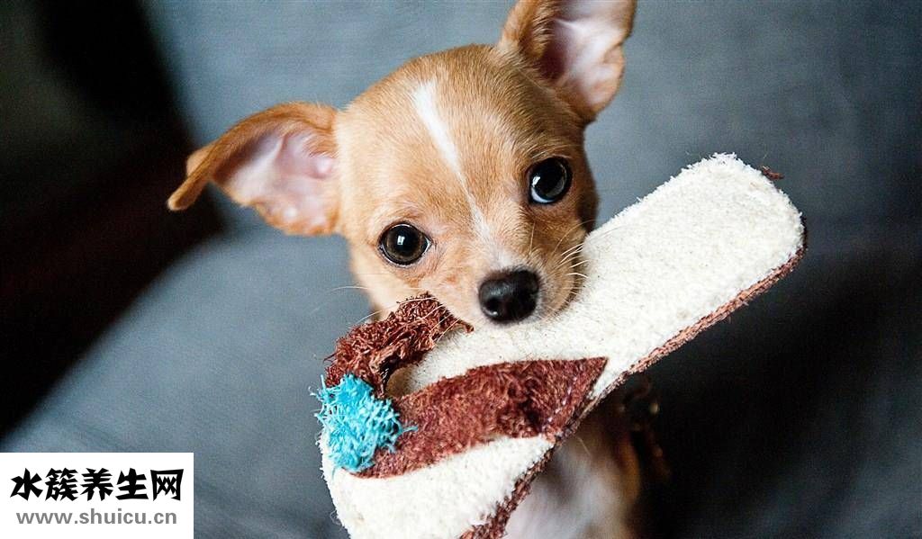 狗狗經(jīng)常嘔吐怎么辦