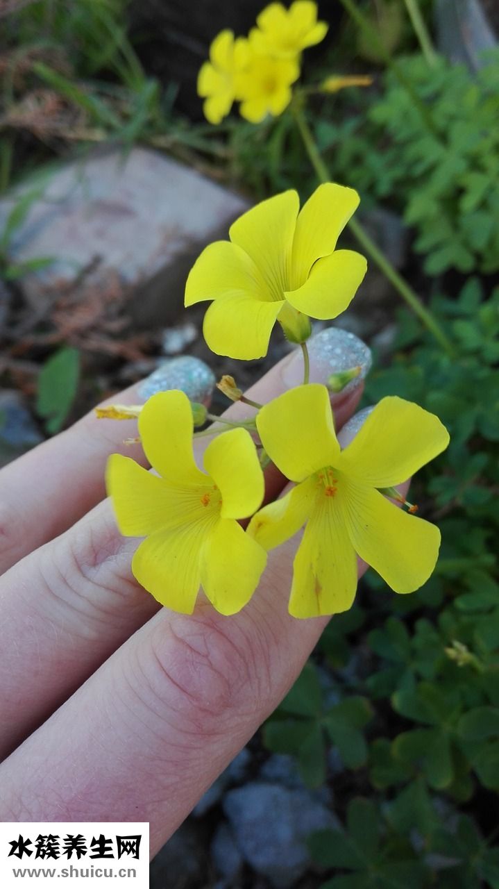 美甲營養筆怎么用