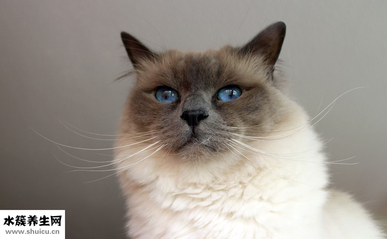 美甲營養筆怎么用