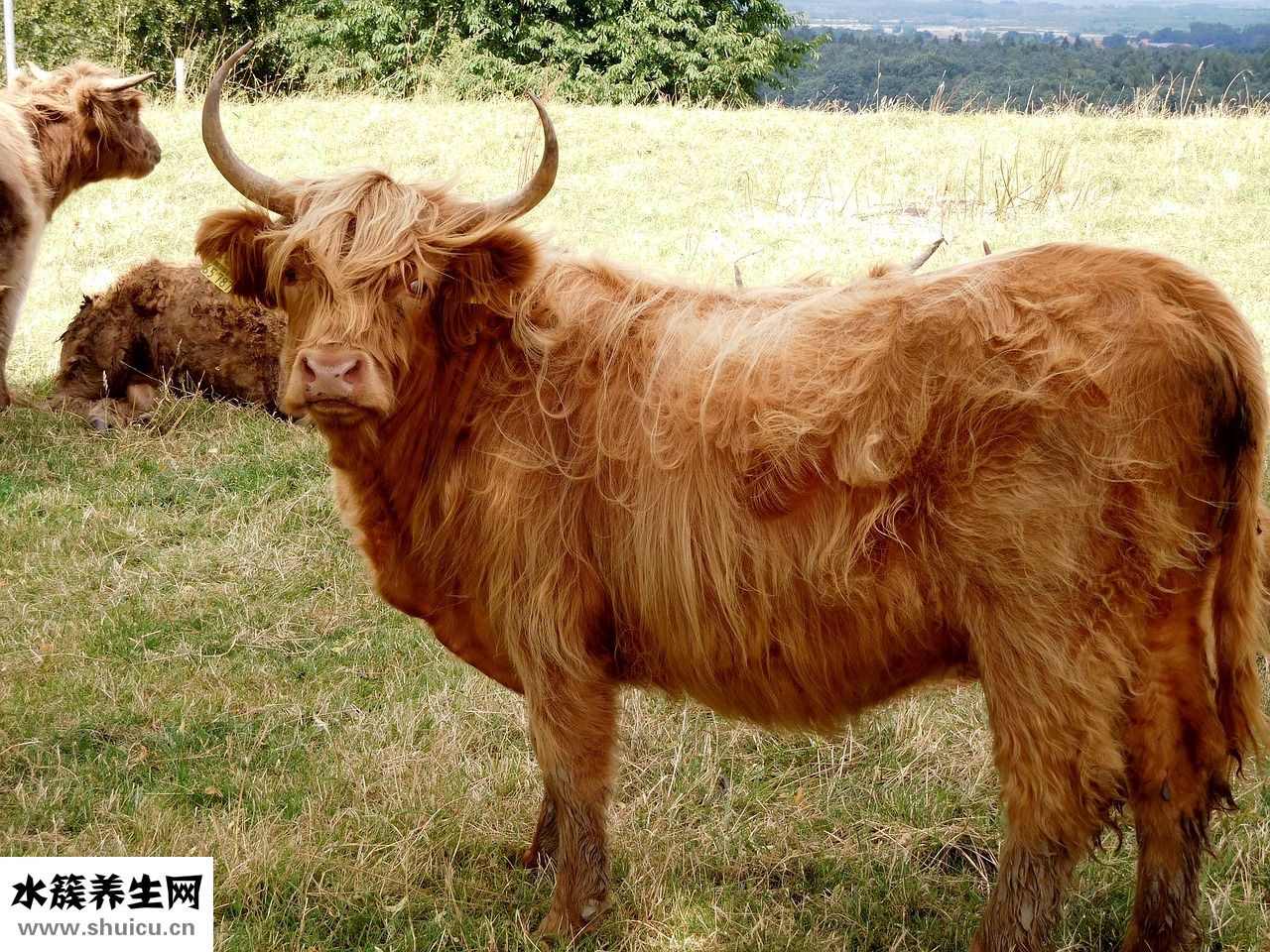 牛肉怎么調涼菜好吃