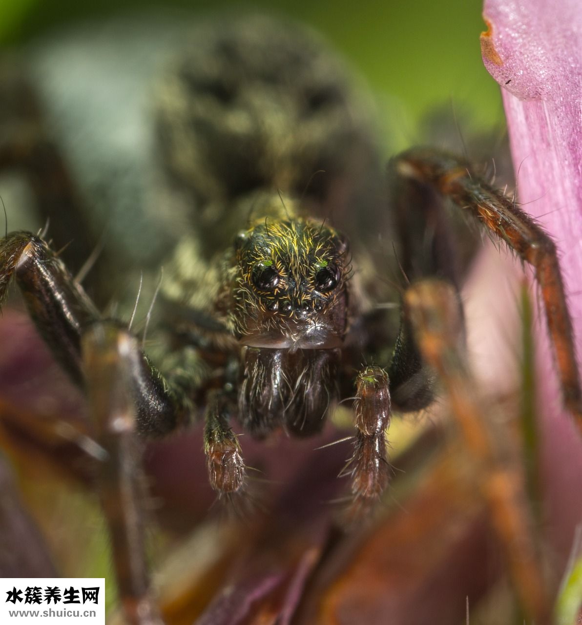 蜘蛛咬傷怎么治療