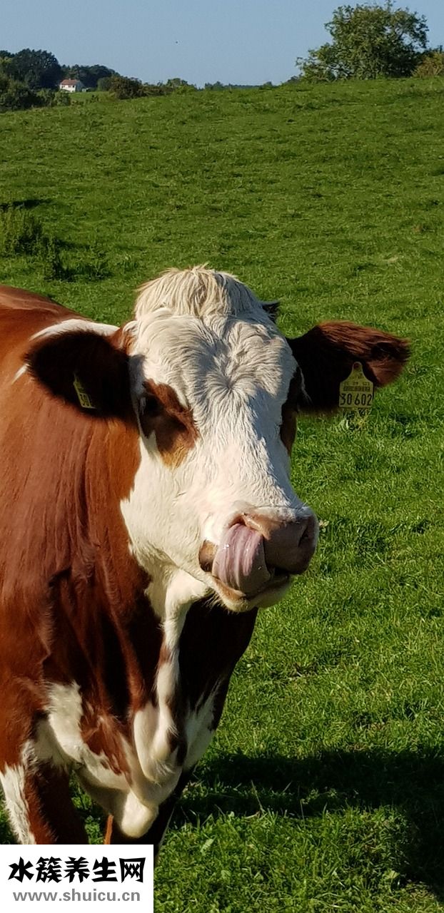 牛肉怎么調涼菜好吃