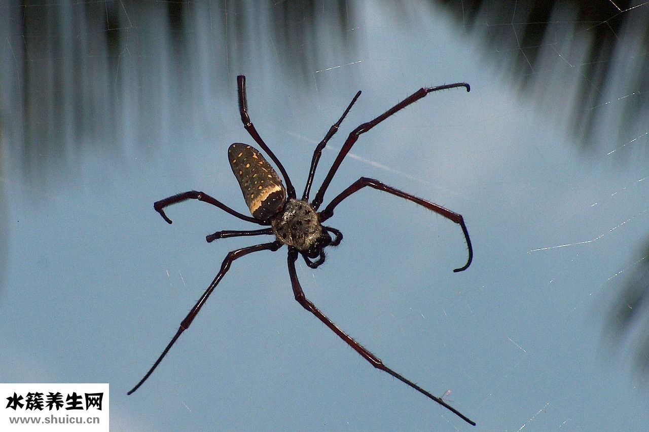 蜘蛛咬傷怎么治療