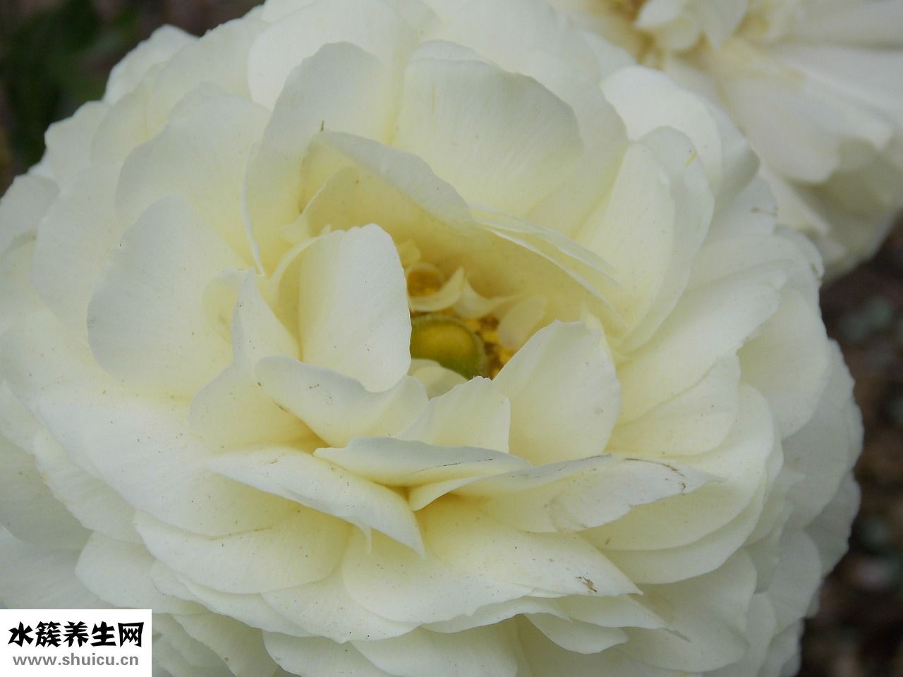 中藥黃梔子怎么用