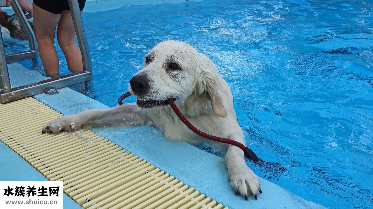 狗狗口臭怎么治