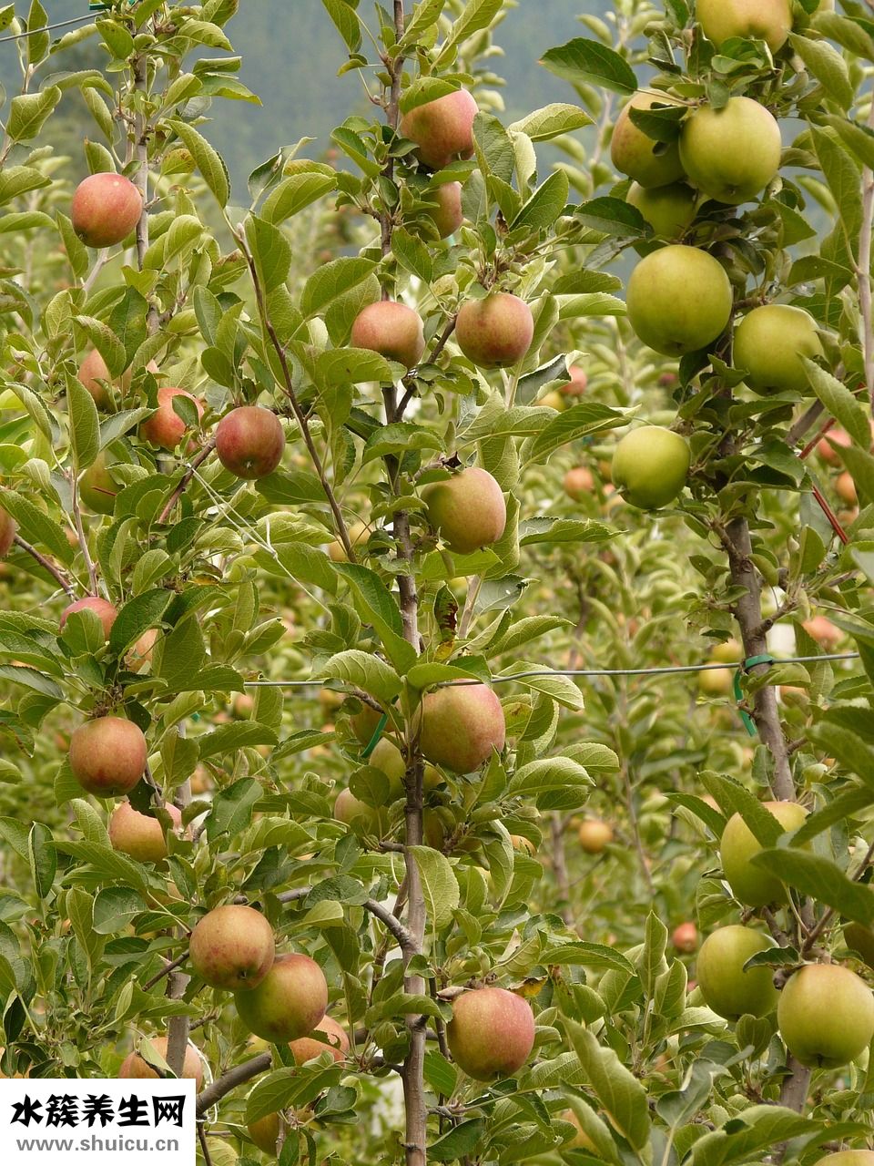 嗓子吃咸了怎么辦