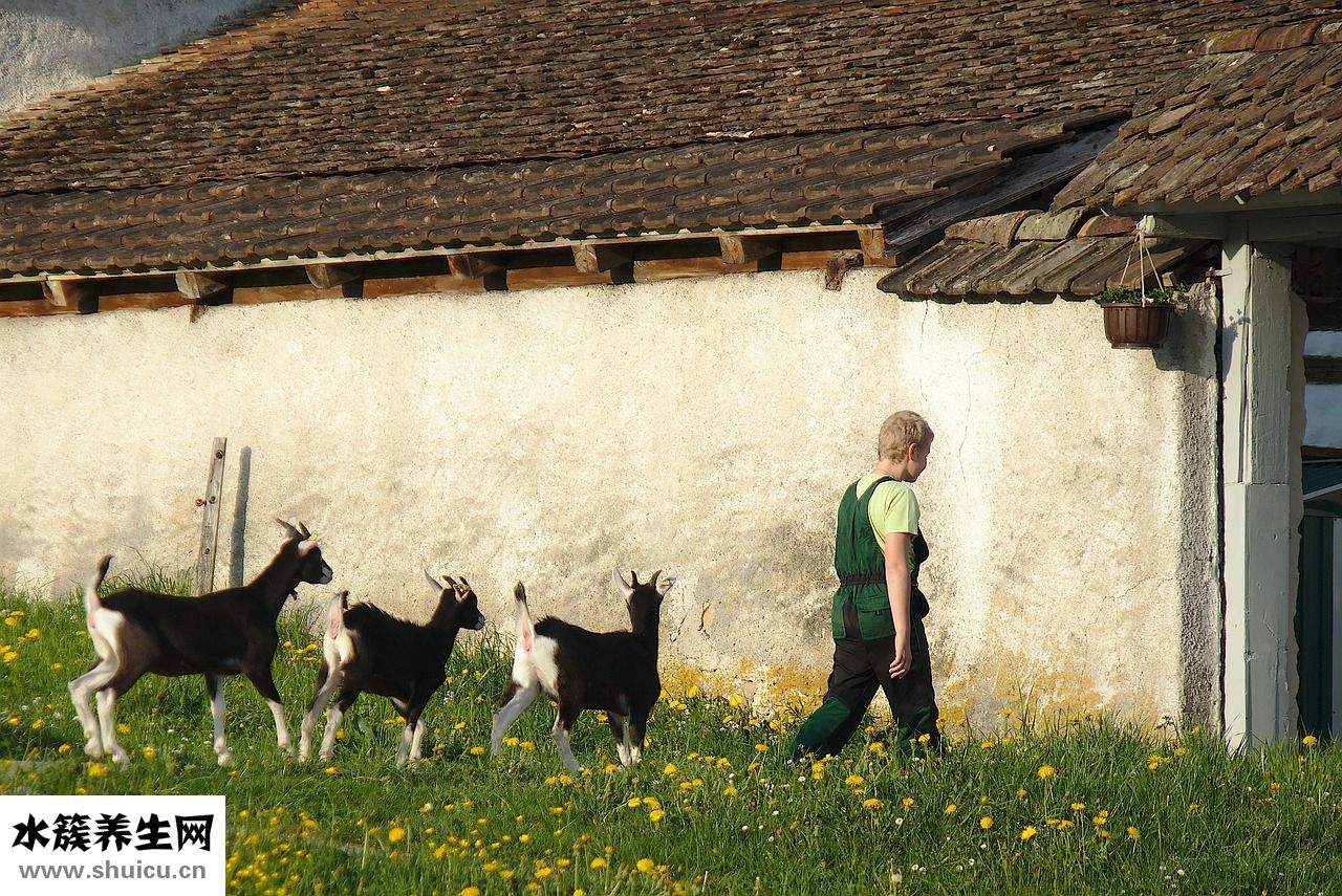 小羊脹肚怎么辦