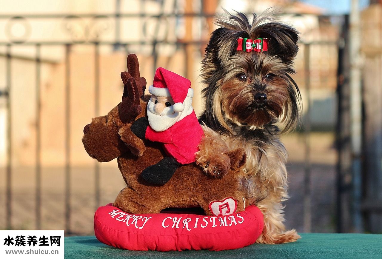 狗狗口臭怎么治