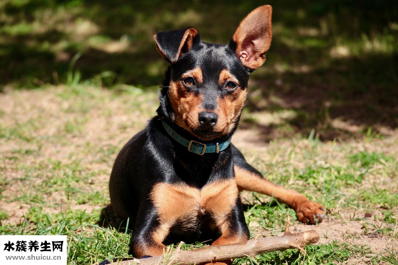 耳朵里化膿怎么辦