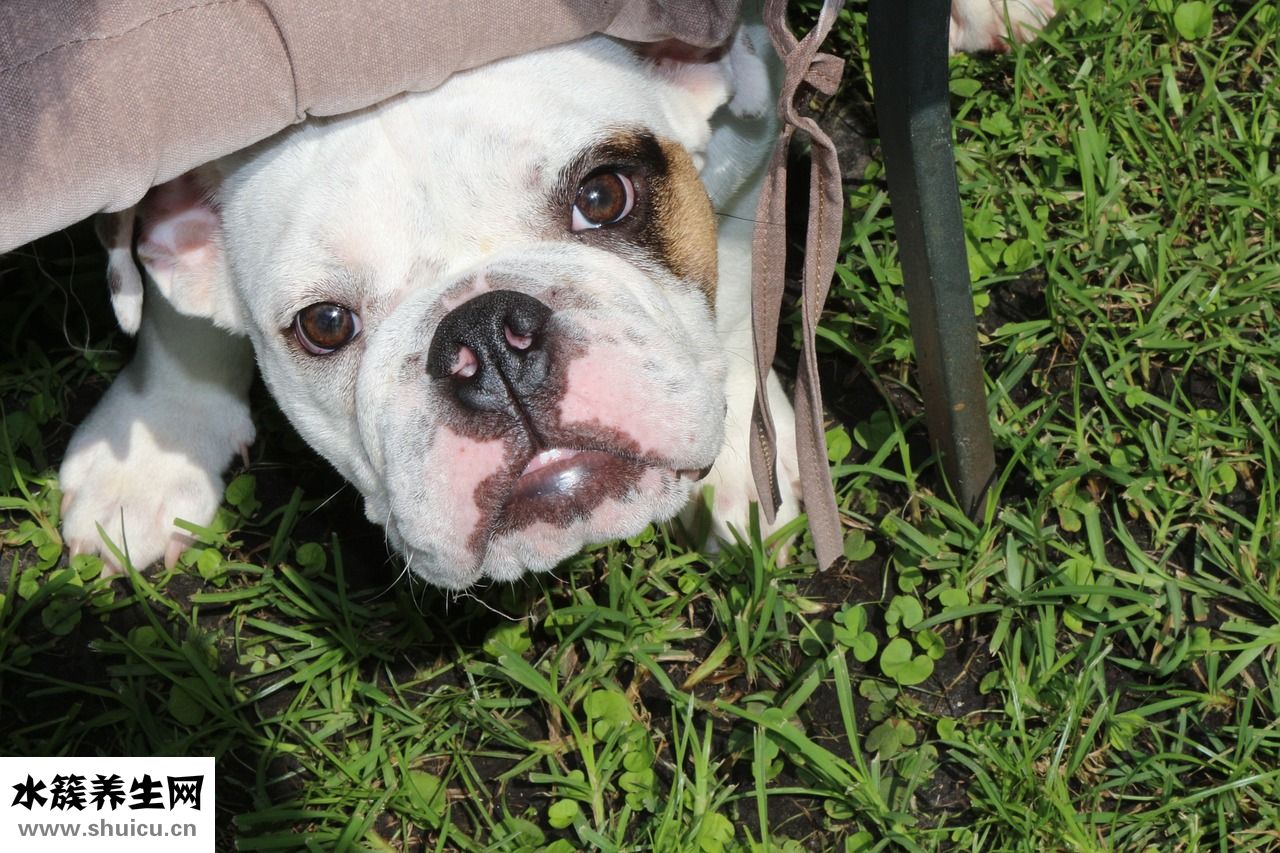 剛斷奶的小狗怎么喂